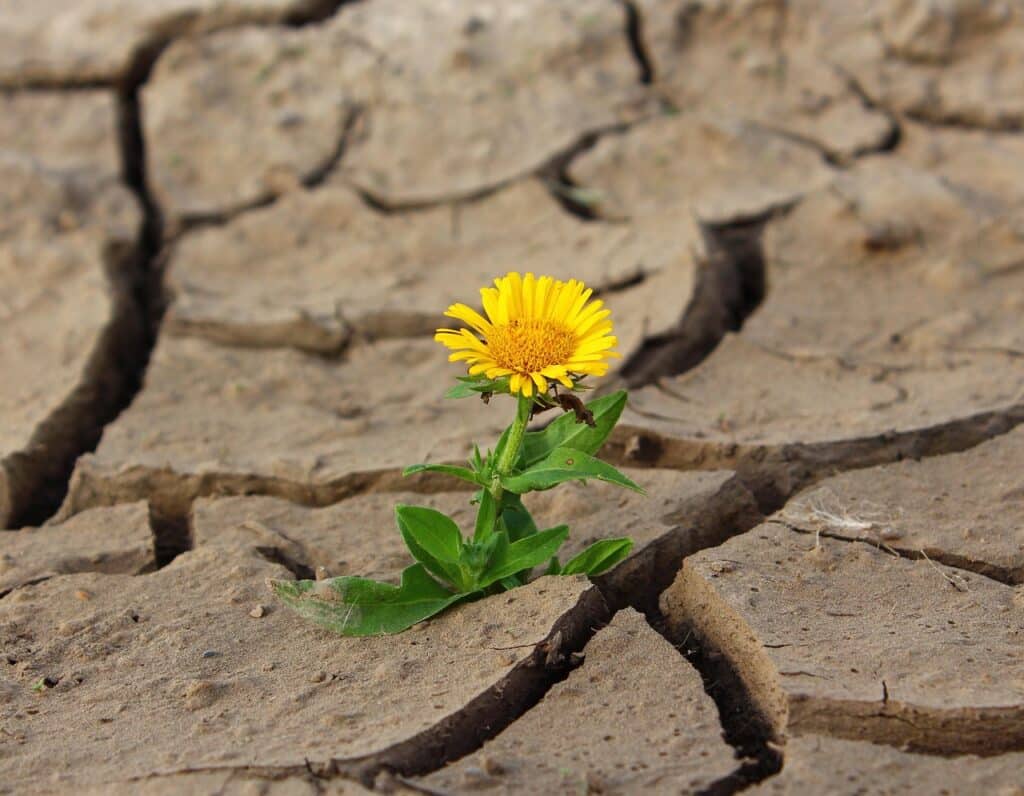 flower, life, yellow flower, flower wallpaper, crack, desert, drought, survival, nature, loneliness, dry, dirt, beautiful flowers, single flower, flower background, bloom, blossom, yellow petals