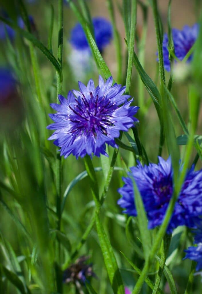 Photo by Lucy Kral purple flower in tilt shift lens